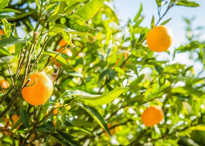 Apartamento Hill & Seaview - Aelia